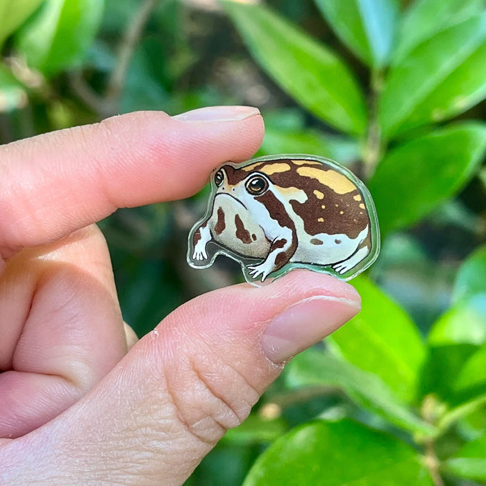 Desert rain frog acrylic pin