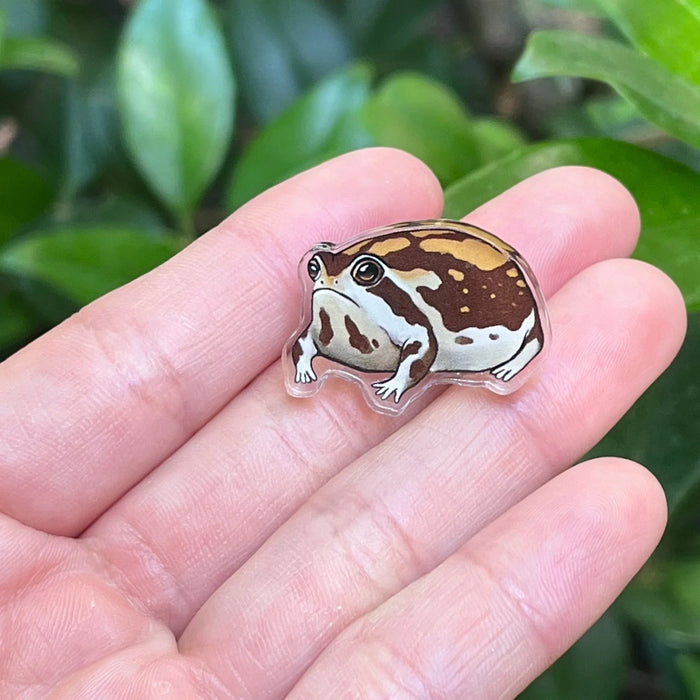 Desert rain frog acrylic pin