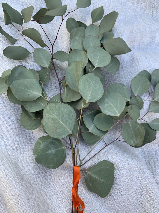 Fresh Eucalyptus Leaves